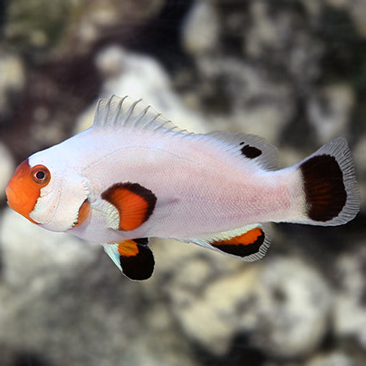 Wyoming White Ocellaris Clownfish