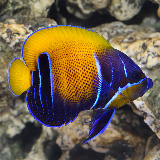 Majestic Angelfish (Blue Girdled)