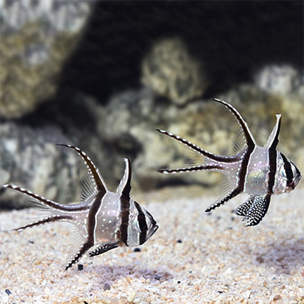 Banggai Cardinalfish