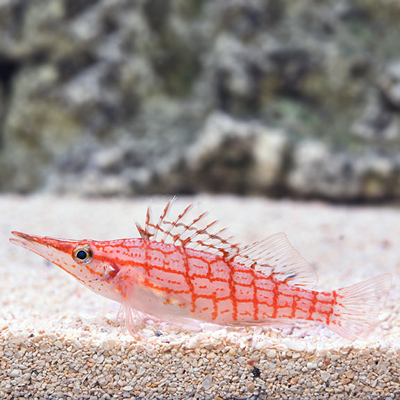 Long Nose Hawkfish