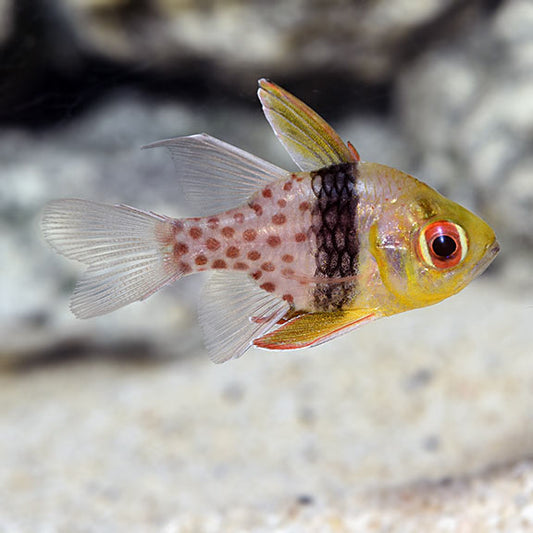 Pajama Cardinalfish, PJ