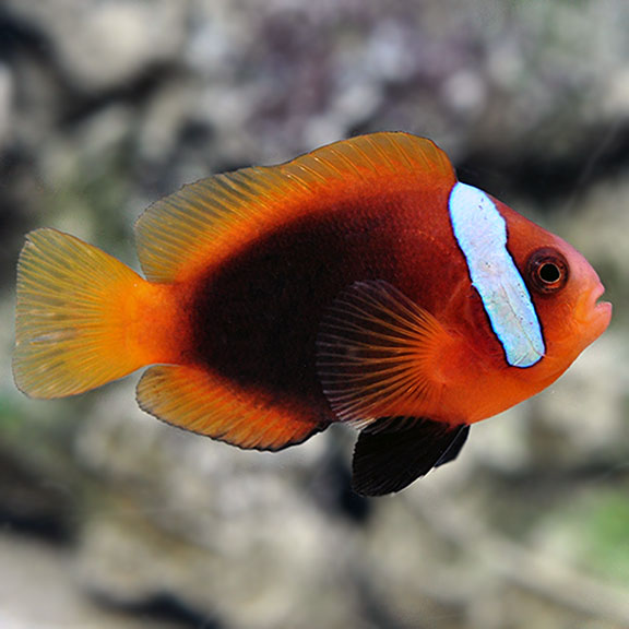 Cinnamon Clownfish