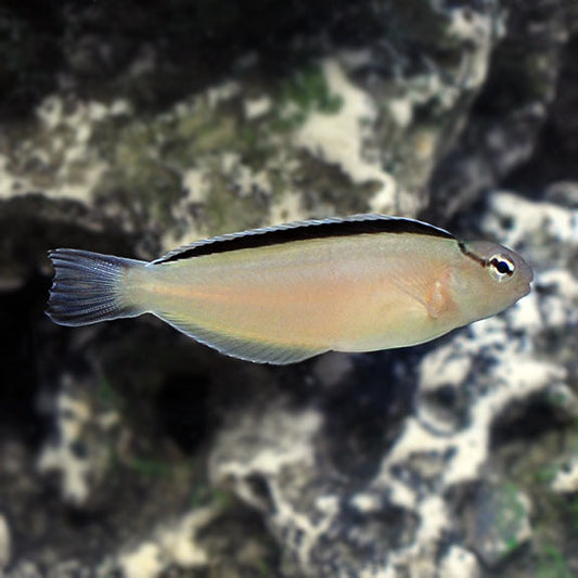 Smith's Blenny