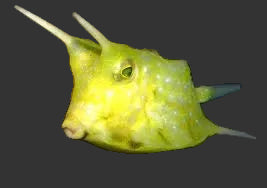 Long Horned Cowfish (3’’)