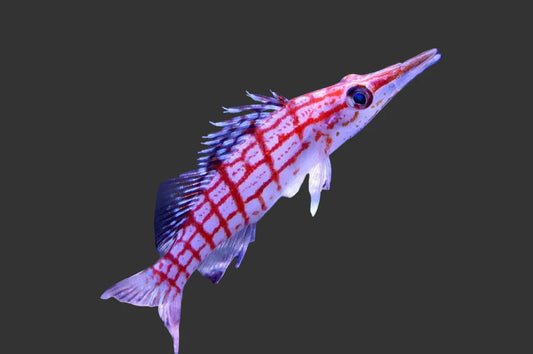 Longnose Hawkfish (2-4’’)