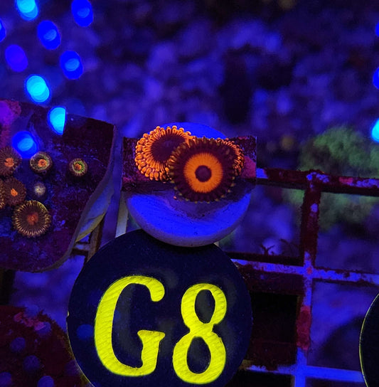 Lunar Eclipse Combo Zoanthid Frag, WYSIWYG!
