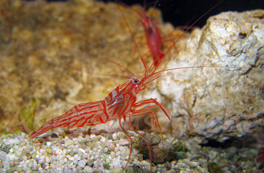 Peppermint Shrimp