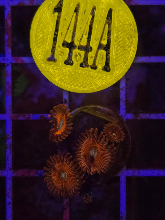 Magician Zoanthid Frag WYSIWYG!