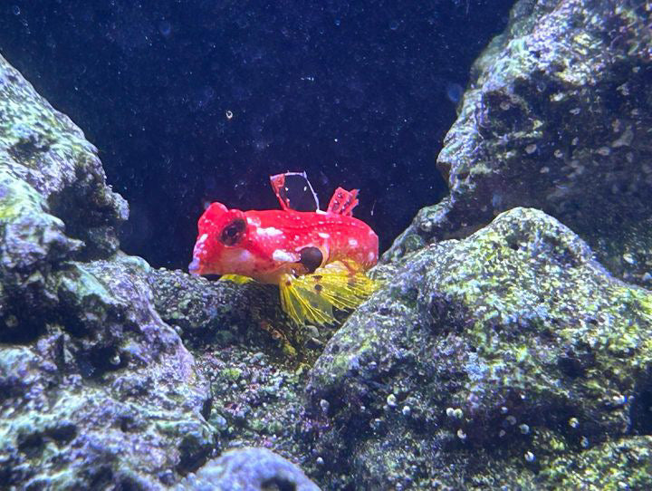 Magnetic Mandarin Dragonet Fish Feeder Kit - Animals & Pet Supplies