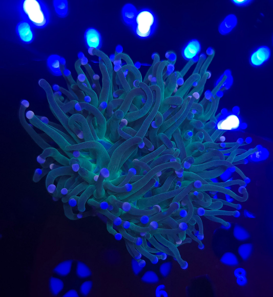 WYSIWYG Malaysian Cotton Candy Torch 4a