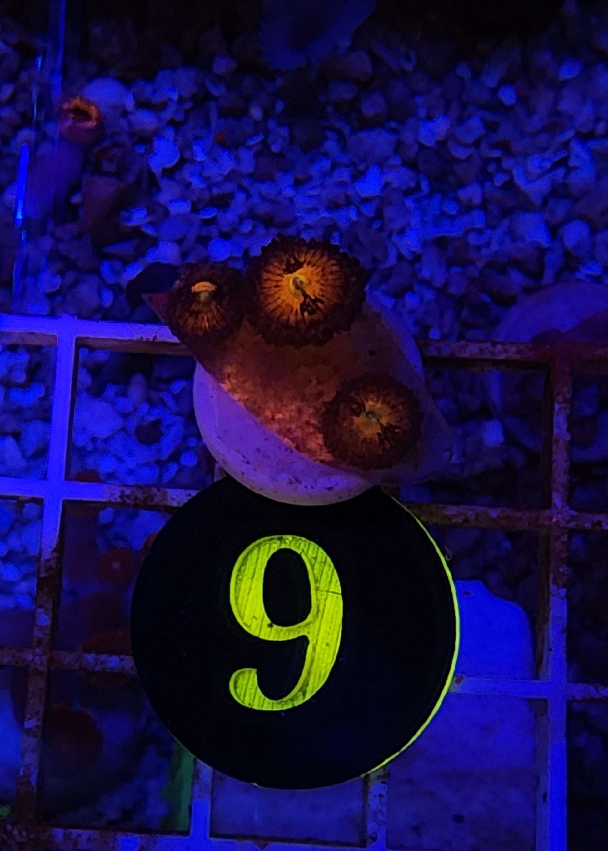 Mambo Jambo Zoanthid Frag, WYSIWYG!