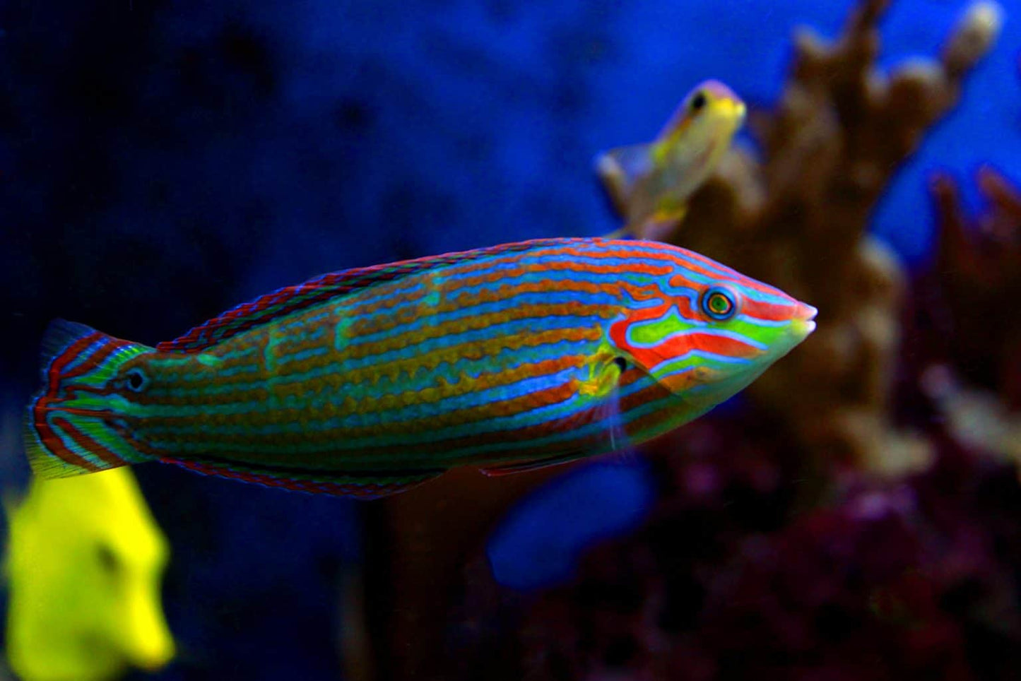 Melanurus Wrasse