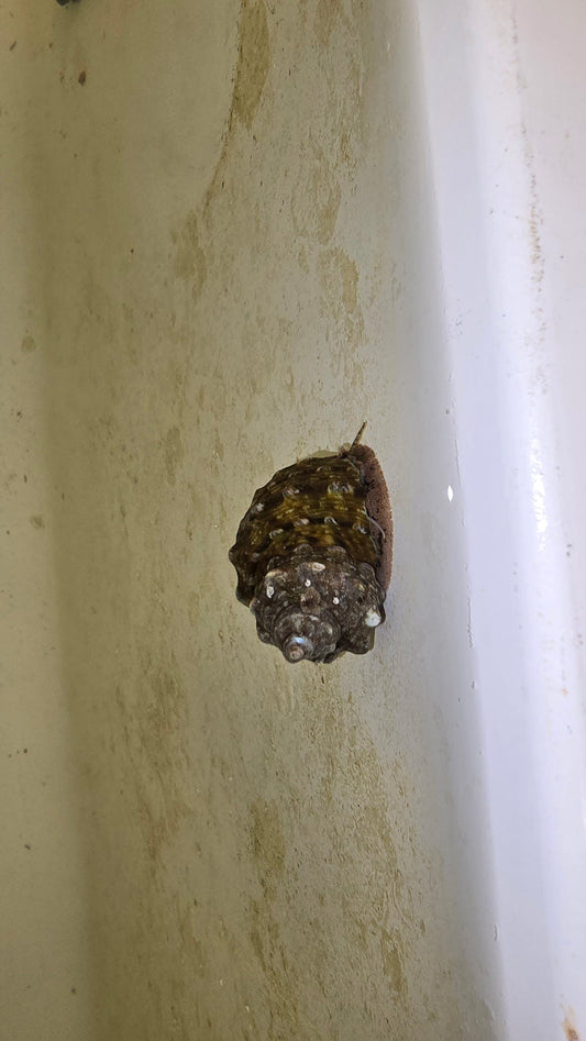 Mexican Turbo Snail