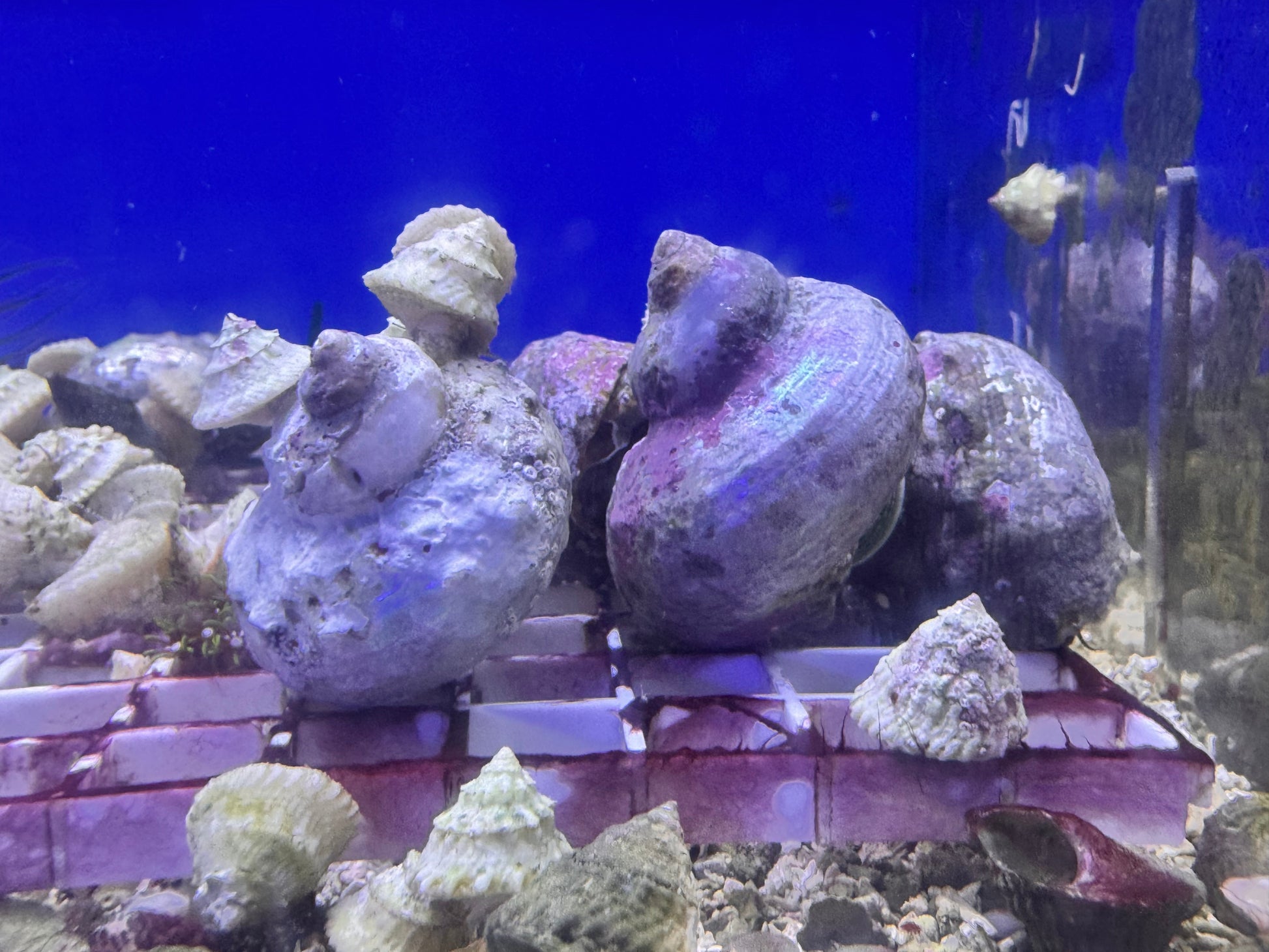 Mexican Turbo Snails