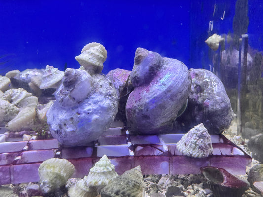 Mexican Turbo Snails