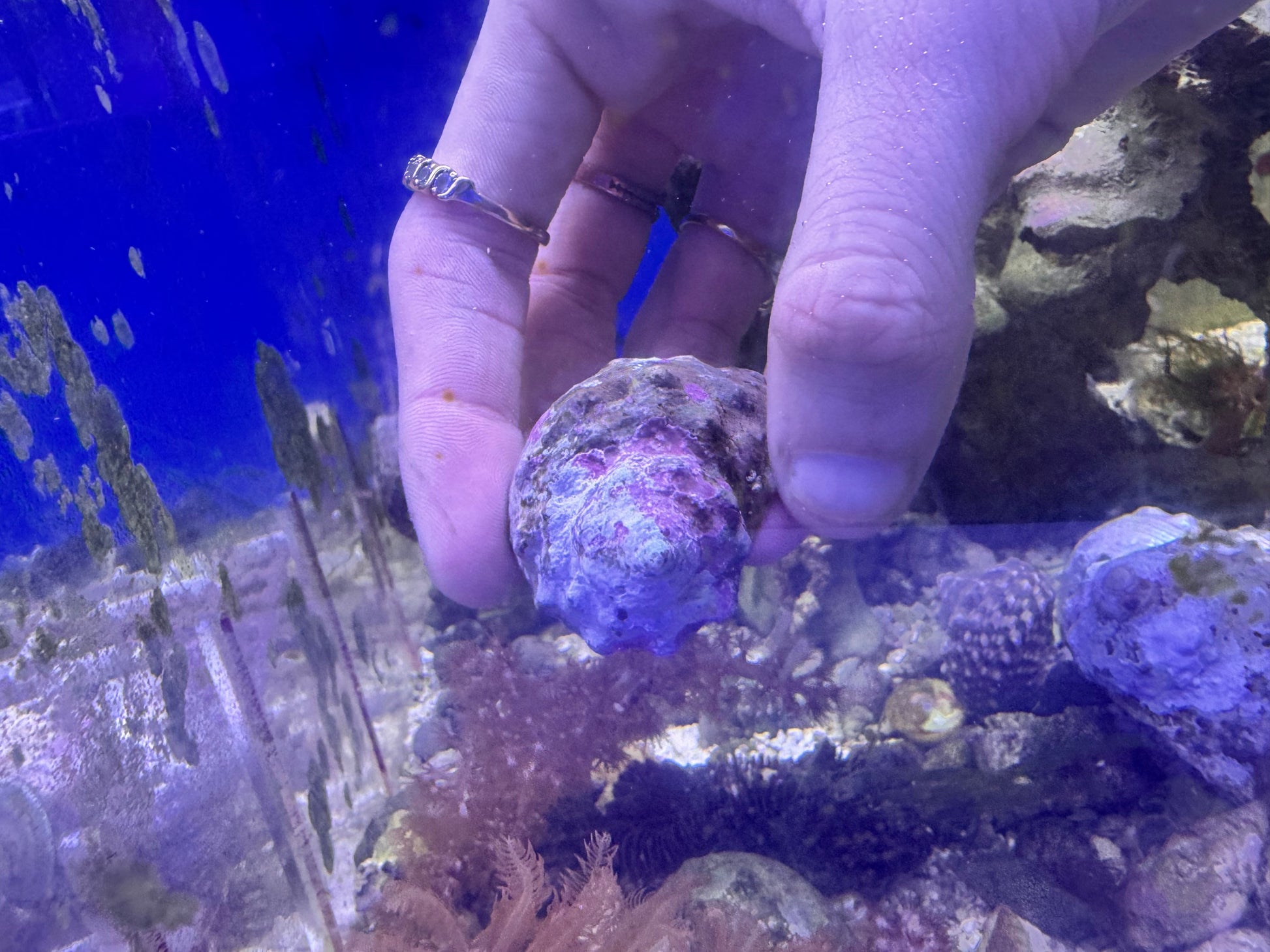 Mexican Turbo Snails