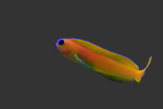 Midas Blenny (3-4’’)