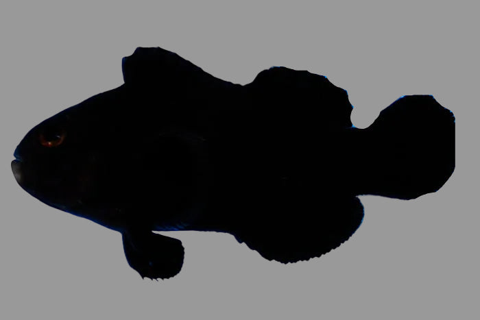 Midnight Clownfish (2’’)