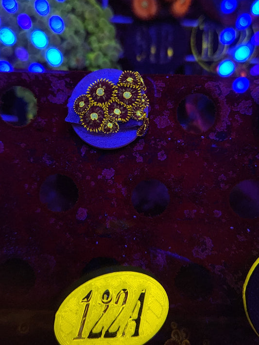 Murder Hornet Zoanthid Frag WYSIWYG!