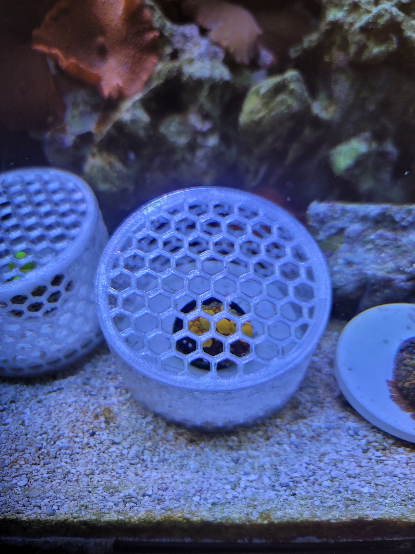 Mushroom Cage - Home & Garden