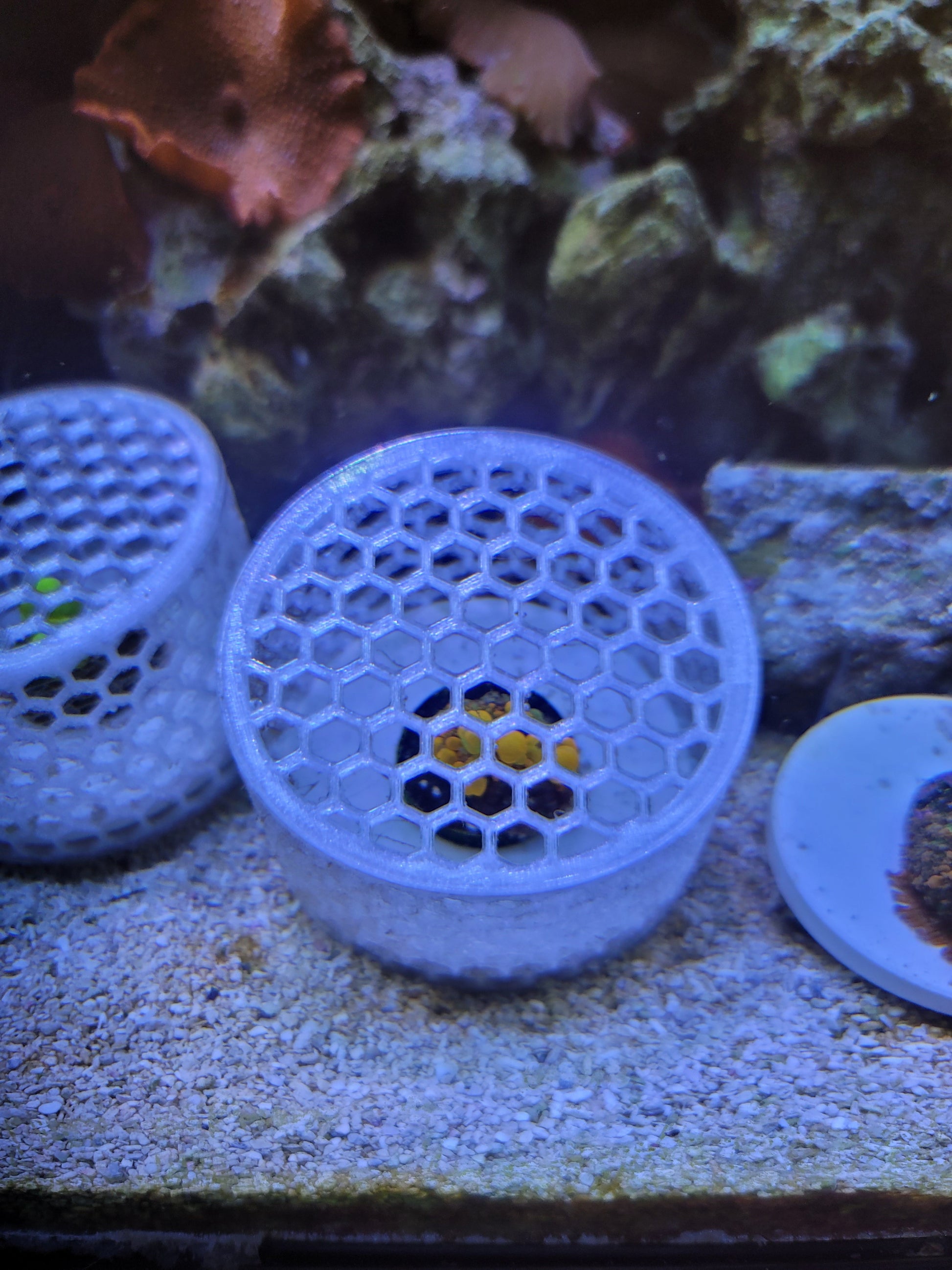 Mushroom Cage - Home & Garden