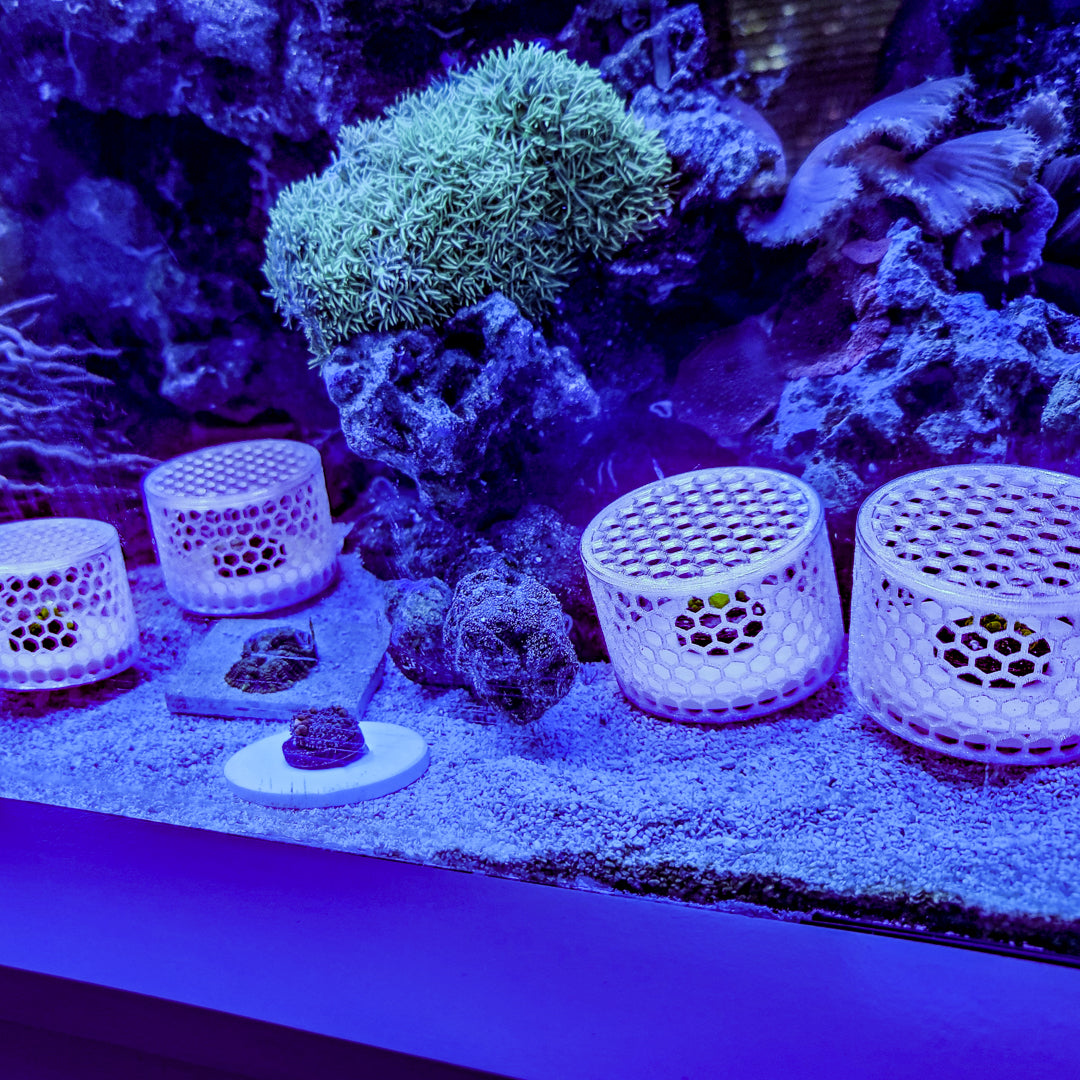 Mushroom Cage - Home & Garden