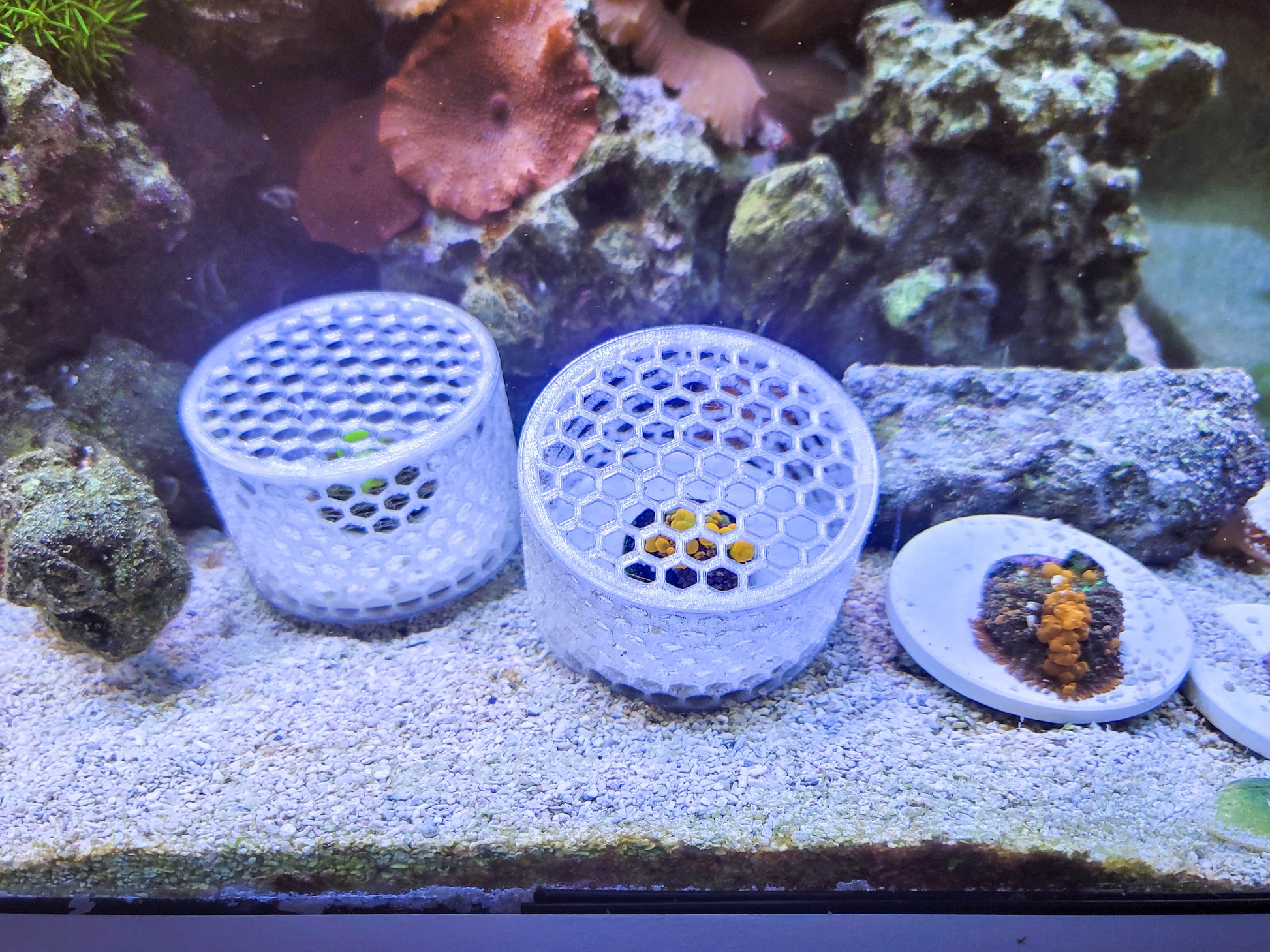 Mushroom Cage - Home & Garden