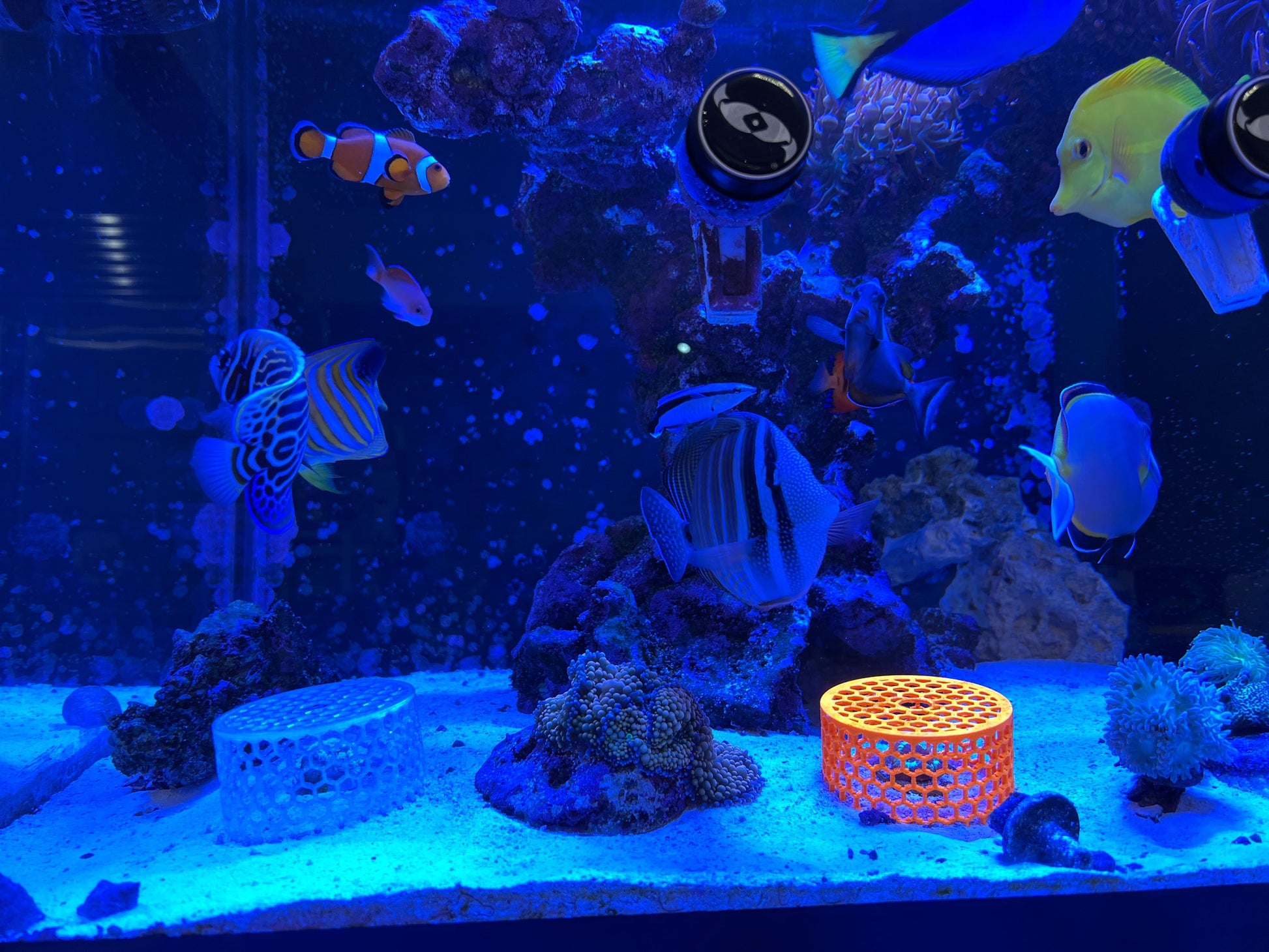 Mushroom Cage - Home & Garden