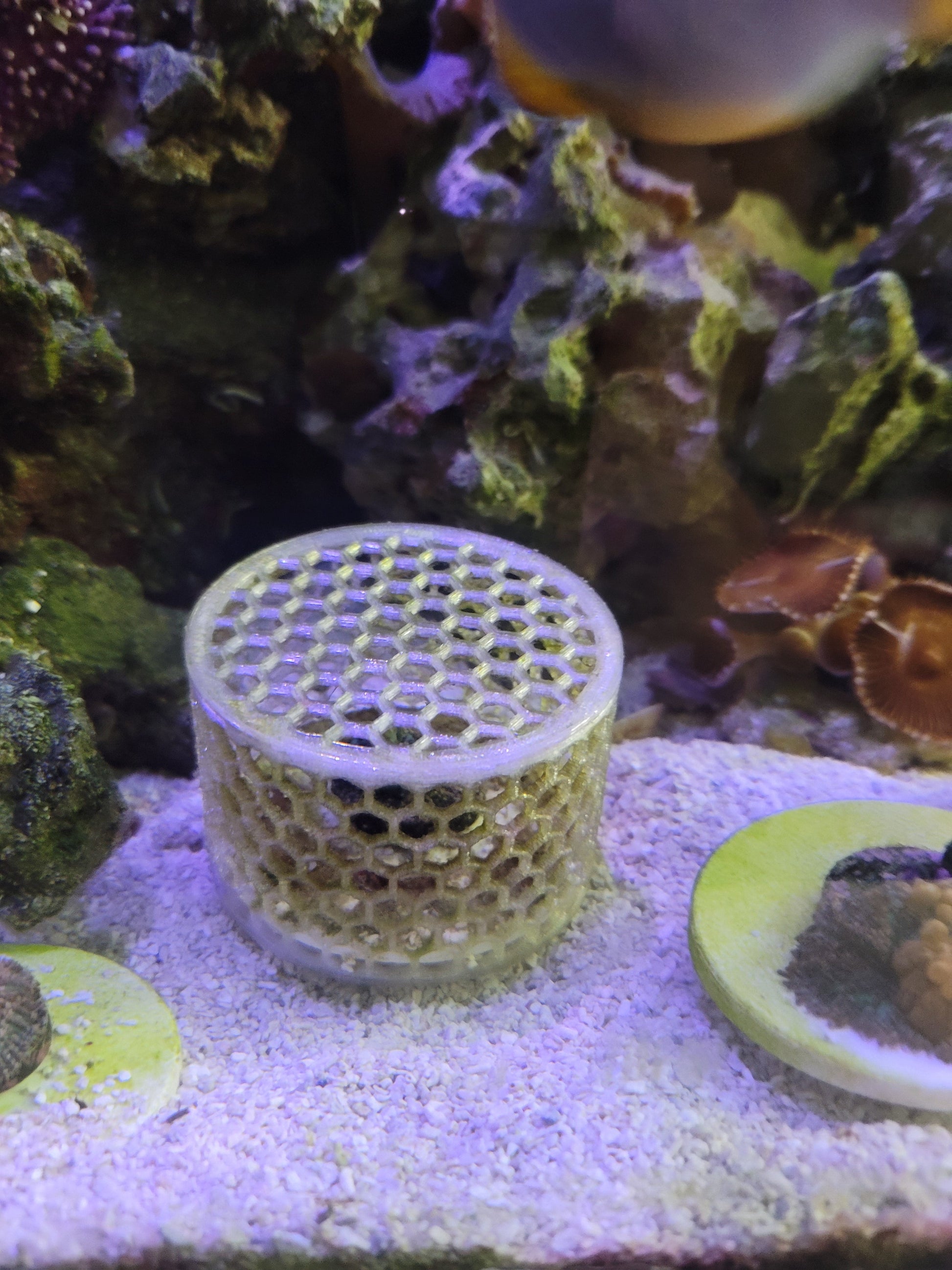 Mushroom Cage - Home & Garden