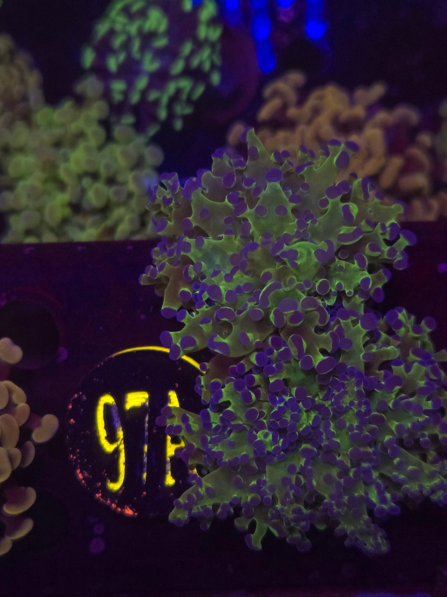 Neon Frogspawn Coral WYSIWYG!
