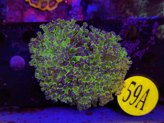 Neon Frogspawn, WYSIWYG!