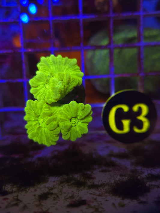 Neon Green Candy Cane Coral WYSIWYG!