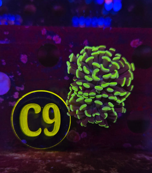 Neon Green Hammer Coral WYSIWYG