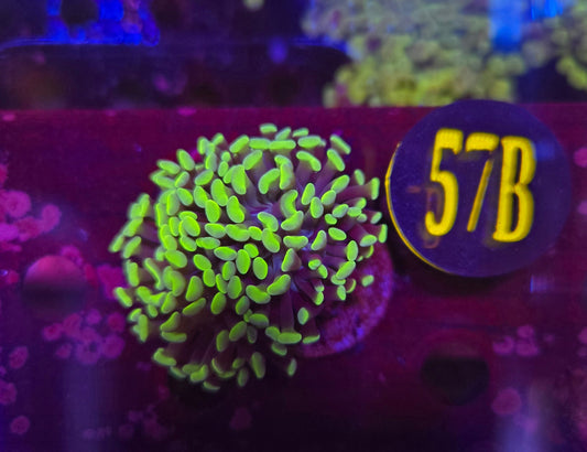 Neon Green Hammer Coral WYSIWYG!