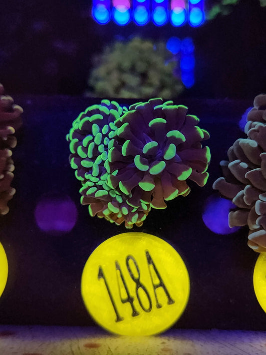 Neon Green Hammer Coral, WYSIWYG!