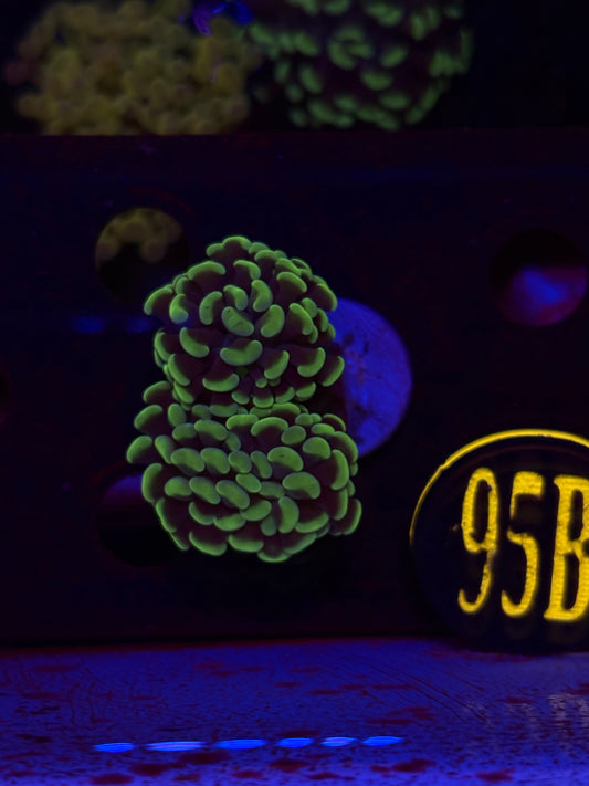 Neon Green Hammer Coral WYSIWYG!