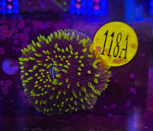 Neon Green Plate Coral WYSIWYG!