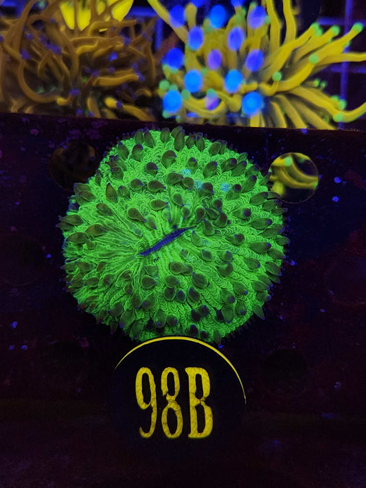 Neon Green Plate Coral, WYSIWYG!