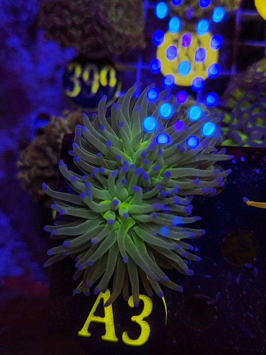 Neon Highlighter Torch Coral, WYSIWYG!