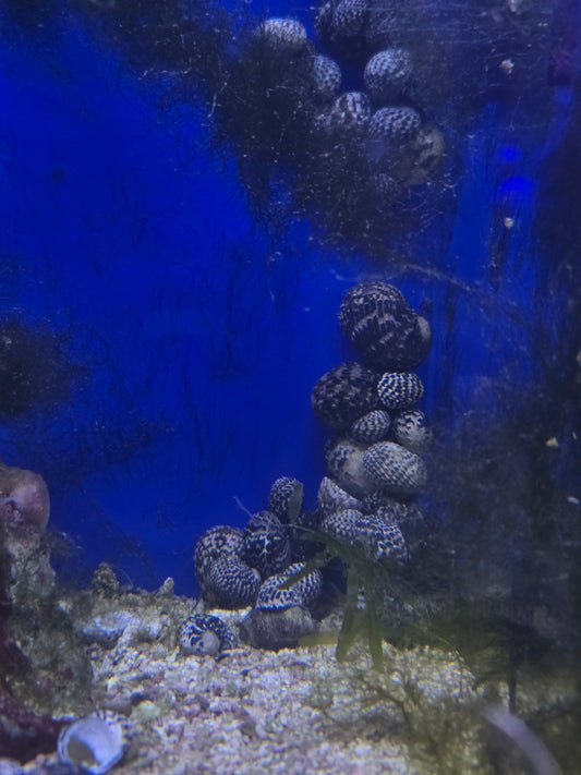 Nerite Snails