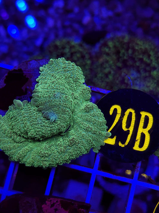 Ninja Turtle Bounce Mushroom, WYSIWYG!