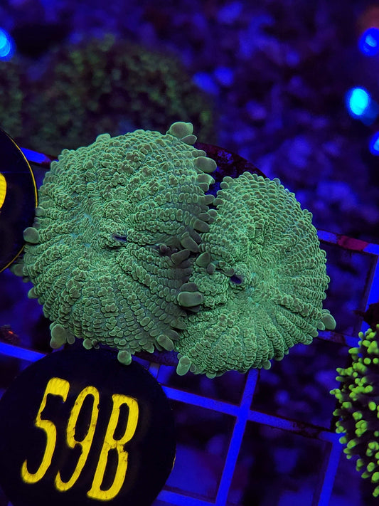 Ninja Turtle Bounce Mushrooms, WYSIWYG!