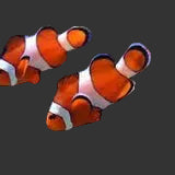Ocellaris Clown - Amphiprion Ocellaris (1.5-2.5’’)