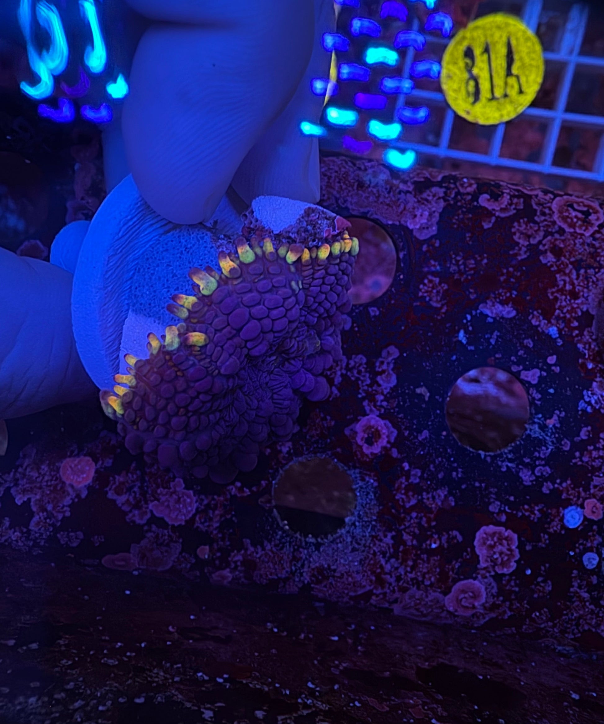 OG Frankenbride Bounce Mushroom WYSIWYG!