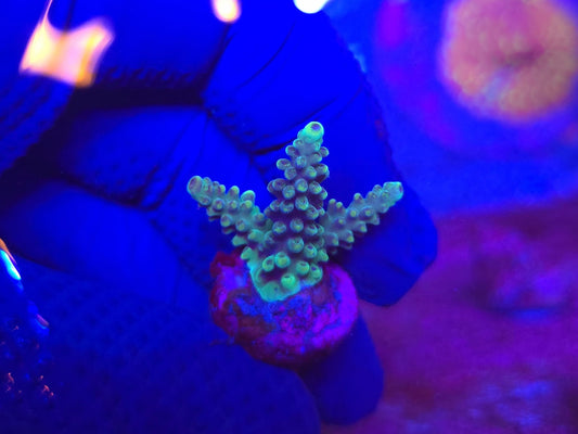 ORA Pearlberry Acropora WYSIWYG
