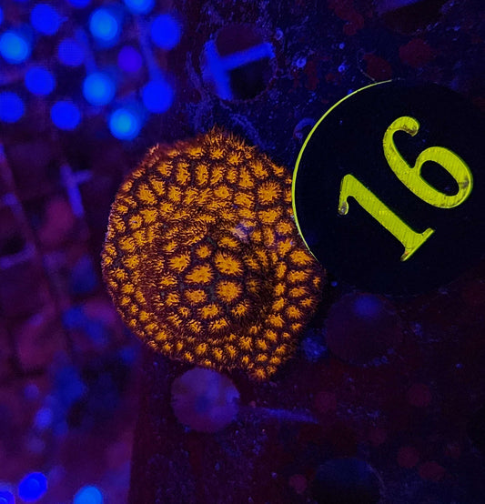Orange Lepto Coral, WYSIWYG!