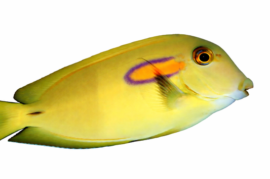 Orange Shoulder Tang (4-5’’)