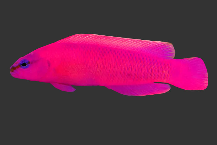 Orchid Dottyback (2-3’’)
