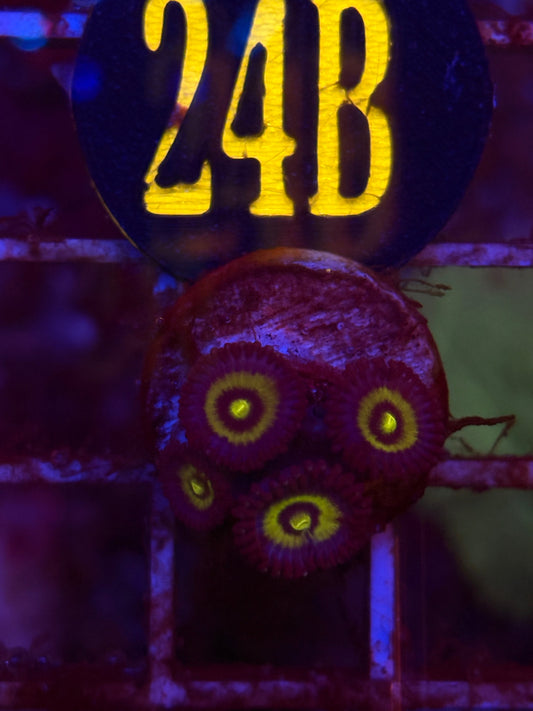 Outkast Zoanthid Frag WYSIWYG!