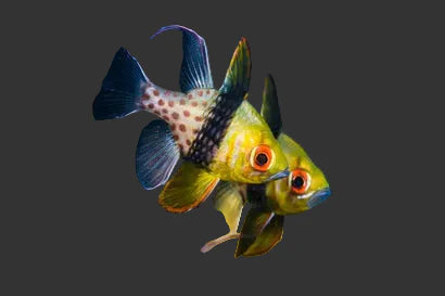 Pajama Cardinalfish (1-3’’)